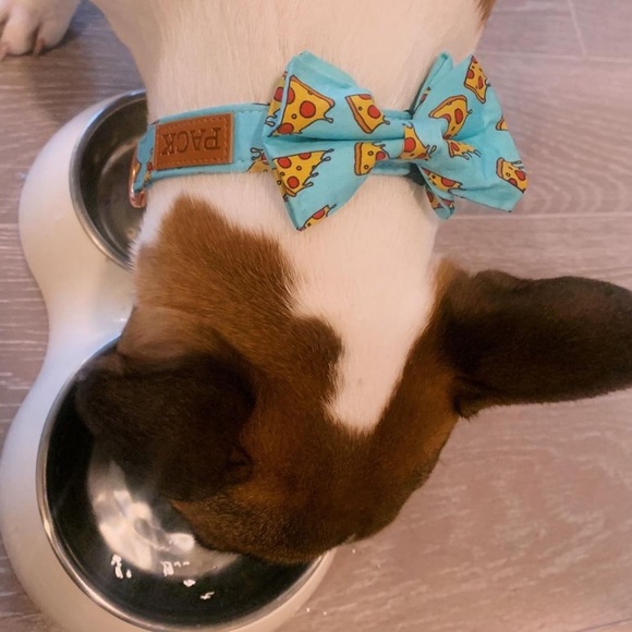 Adorable dog collar and bow tie! - Picture 9 of 9